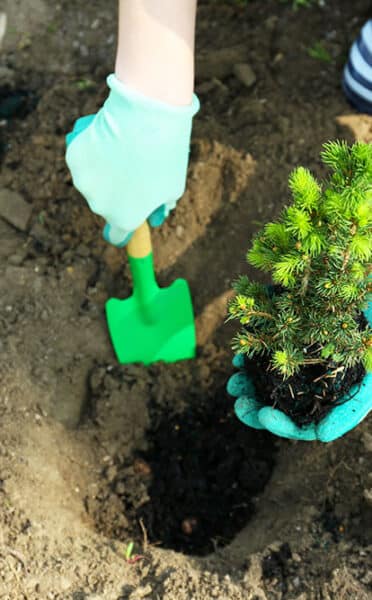planting trees for sustainability