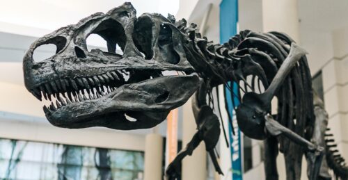 dinosaur at va museum of natural history